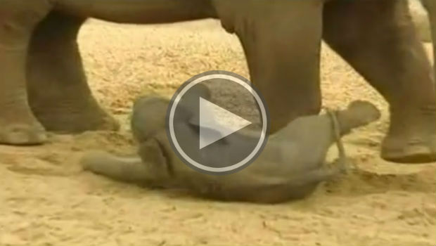A baby elephant rolls around and plays at Dublin Zoo. An absolutely adorable must see video. Our hearts were melting watching this and we're sure yours will too.  