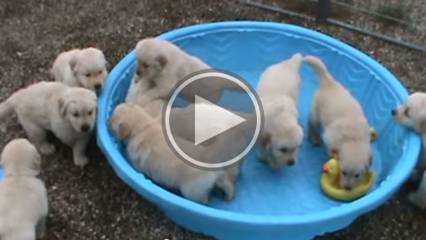 Five week old golden retriever puppies going mad when someone doesn't fill their pool with water. 