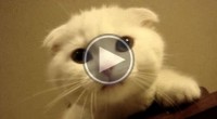 Sad Scottish Fold Kitty is scared of heights and is meowing to get down.